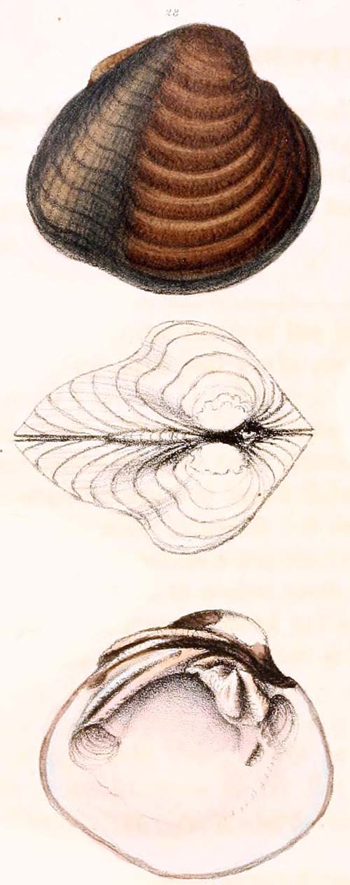 specimen image from publication