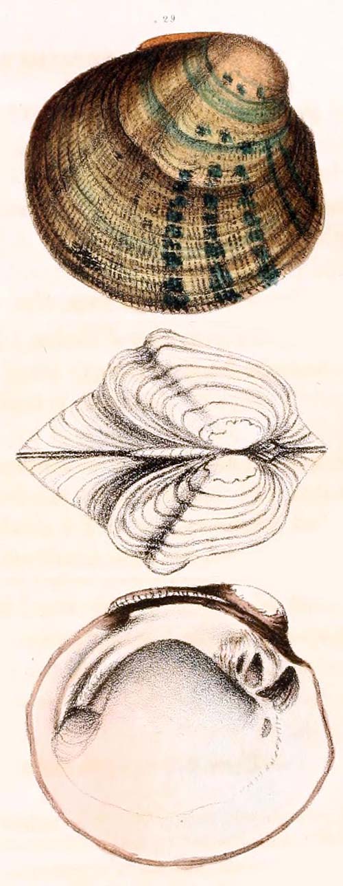 specimen image from publication