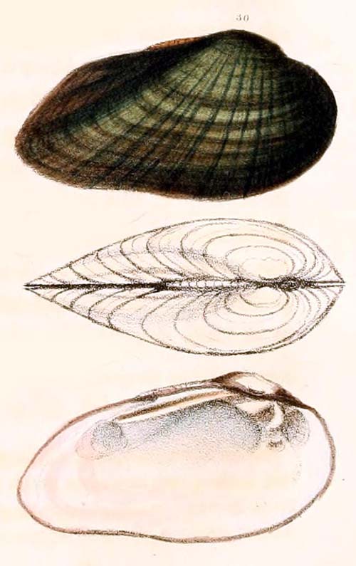specimen image from publication