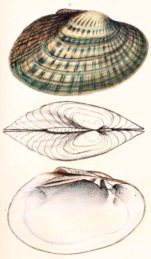 specimen image from publication