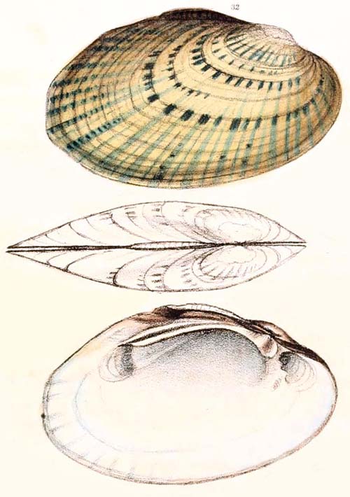 specimen image from publication