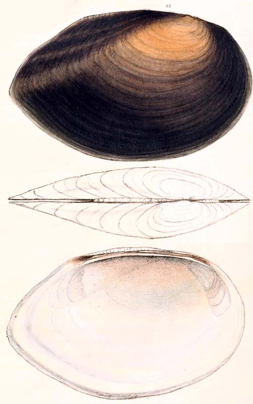 specimen image from publication