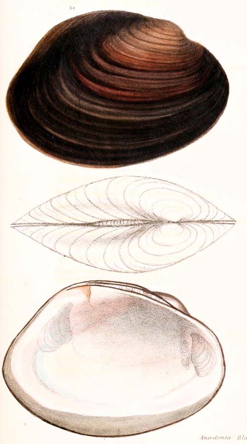 specimen image from publication