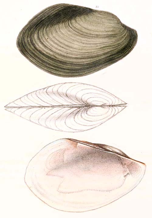 specimen image from publication