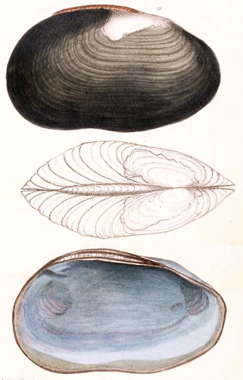 specimen image from publication