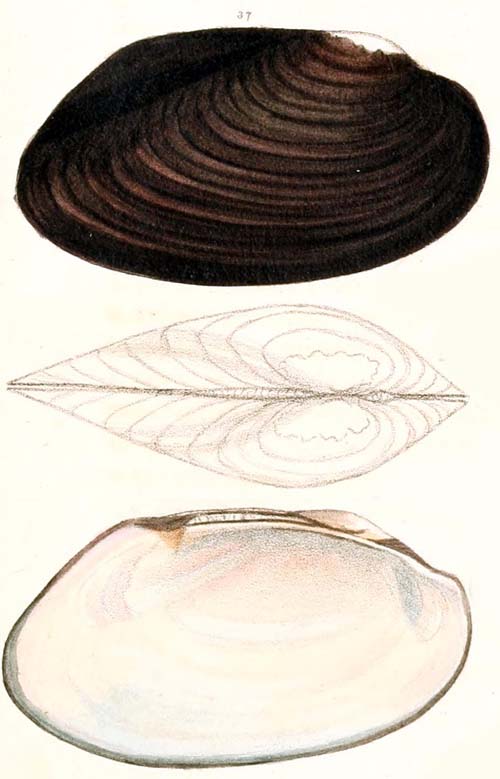 specimen image from publication