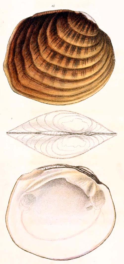 specimen image from publication