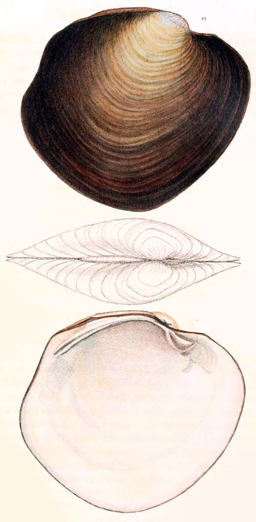 specimen image from publication