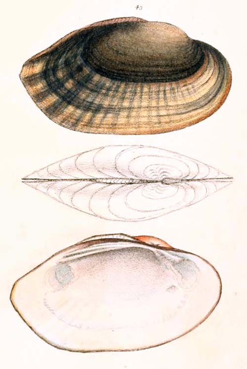 specimen image from publication