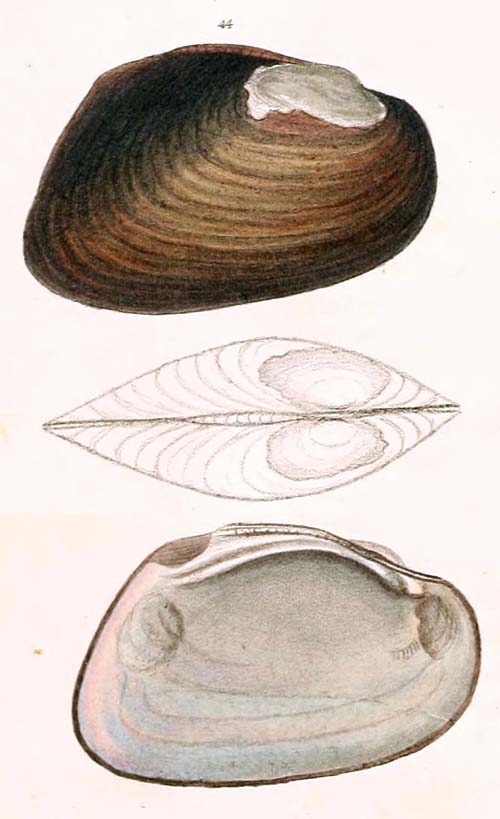 specimen image from publication