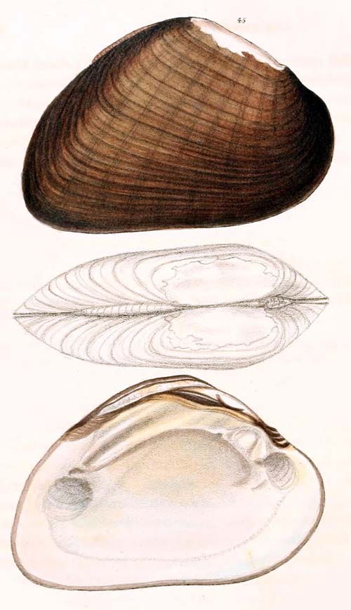 specimen image from publication