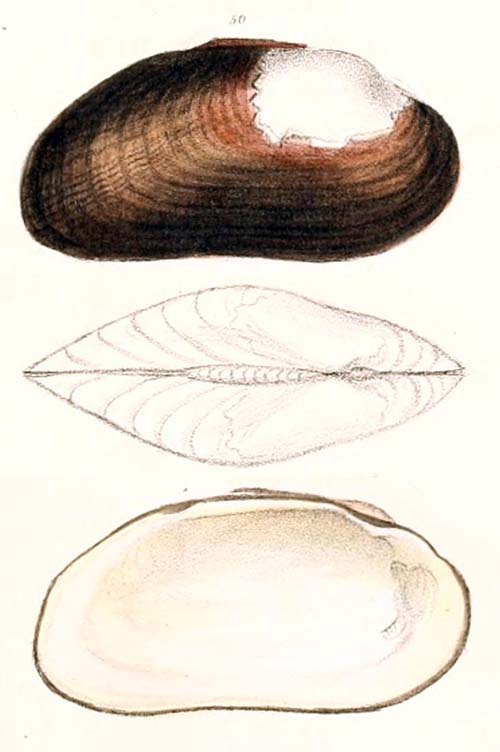 specimen image from publication