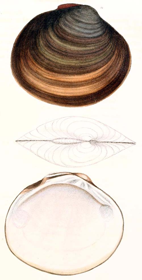 specimen image from publication