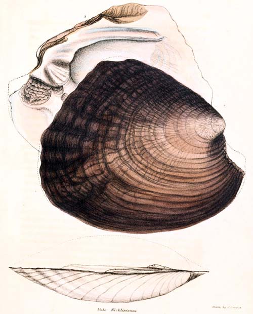 specimen image from publication