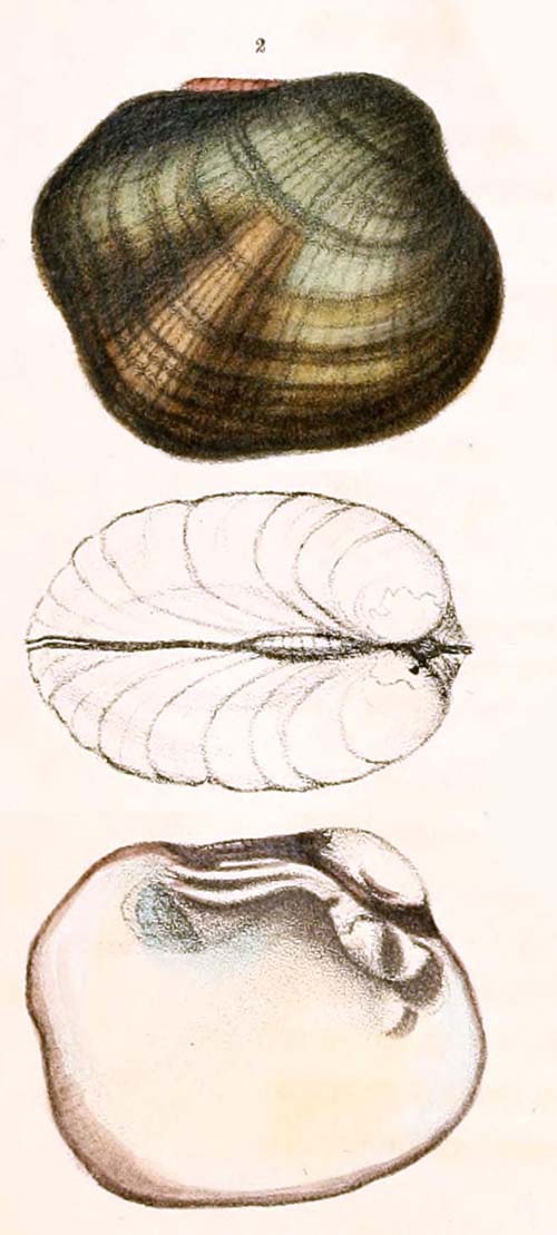 specimen image from publication