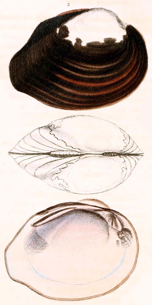 specimen image from publication