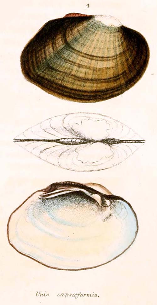 specimen image from publication