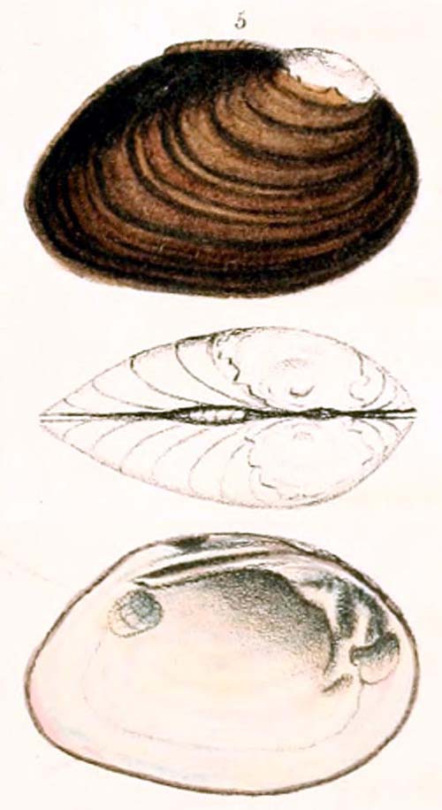 specimen image from publication