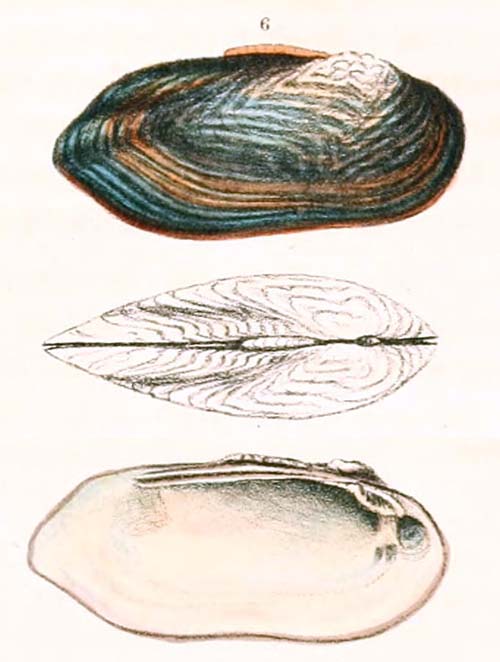 specimen image from publication