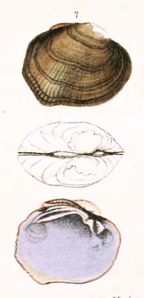 specimen image from publication
