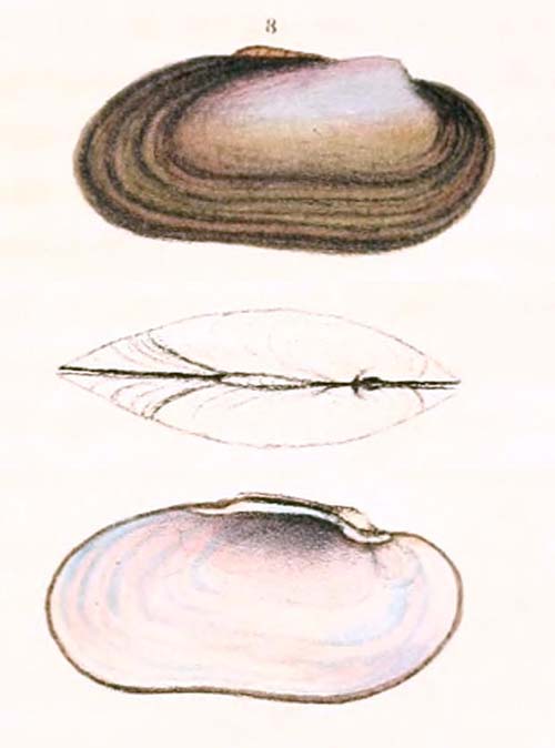 specimen image from publication