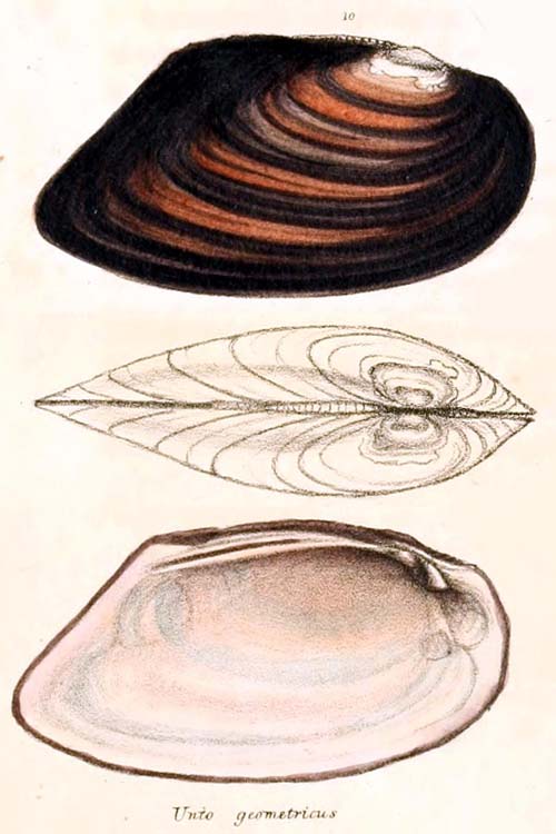 specimen image from publication