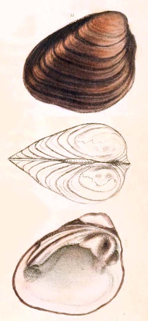specimen image from publication