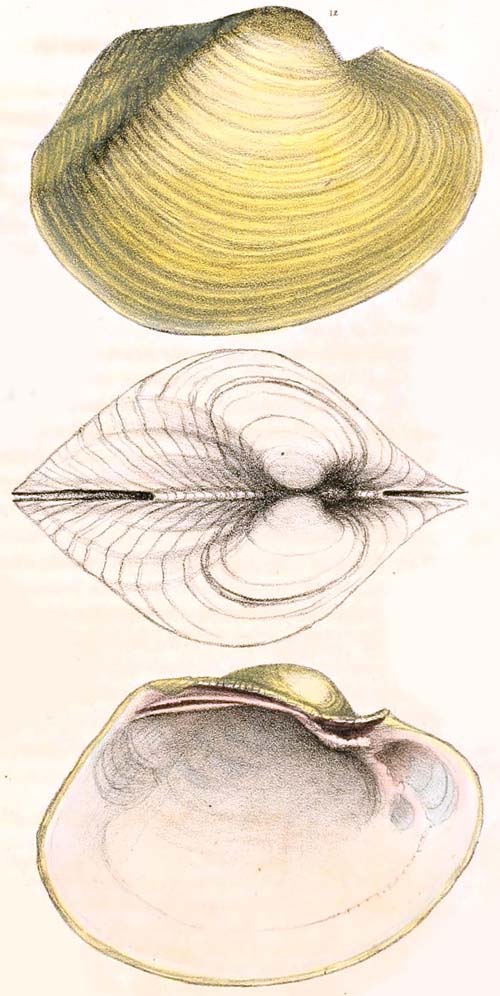 specimen image from publication