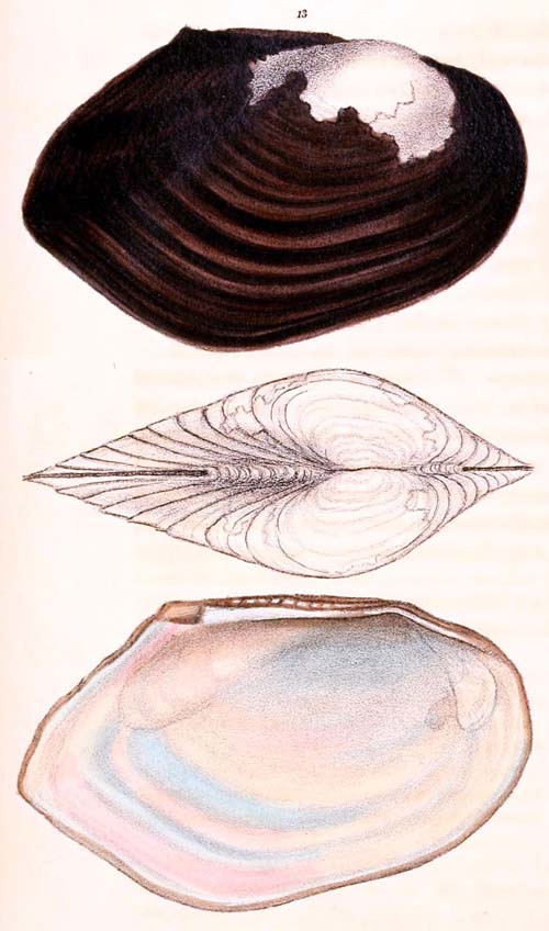 specimen image from publication