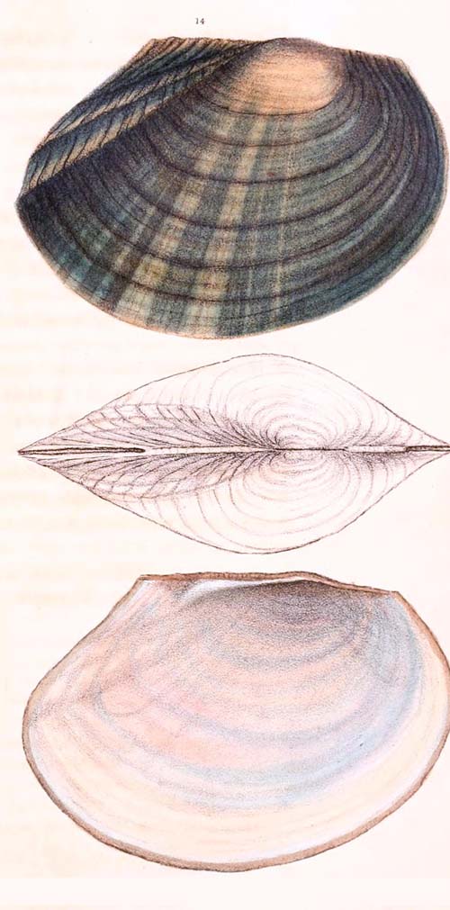 specimen image from publication