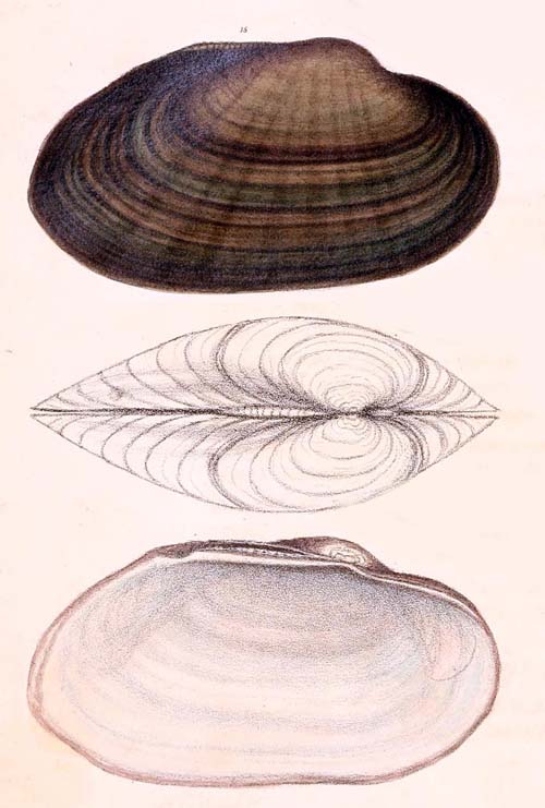 specimen image from publication