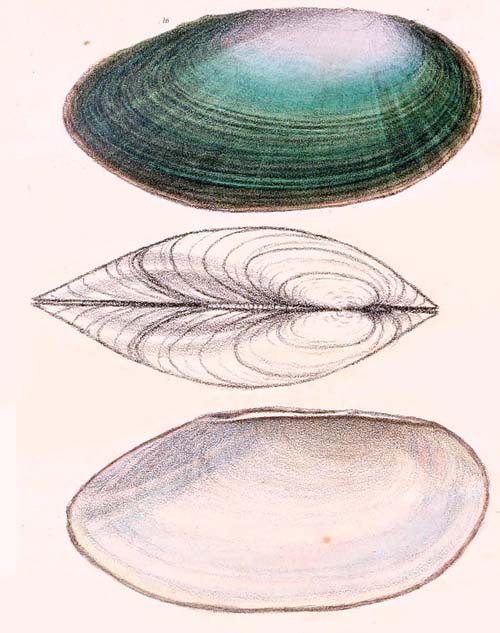 specimen image from publication