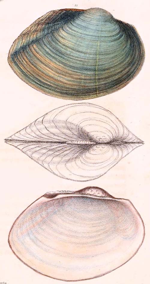 specimen image from publication
