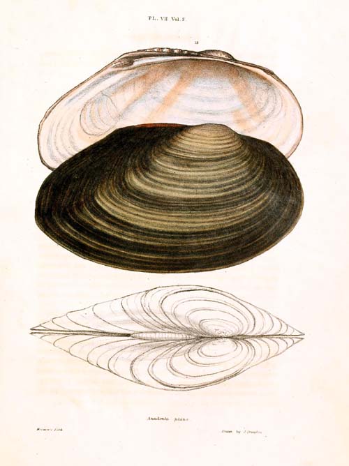 specimen image from publication