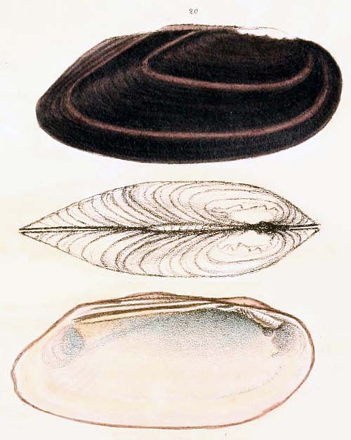 specimen image from publication