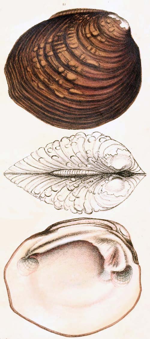 specimen image from publication