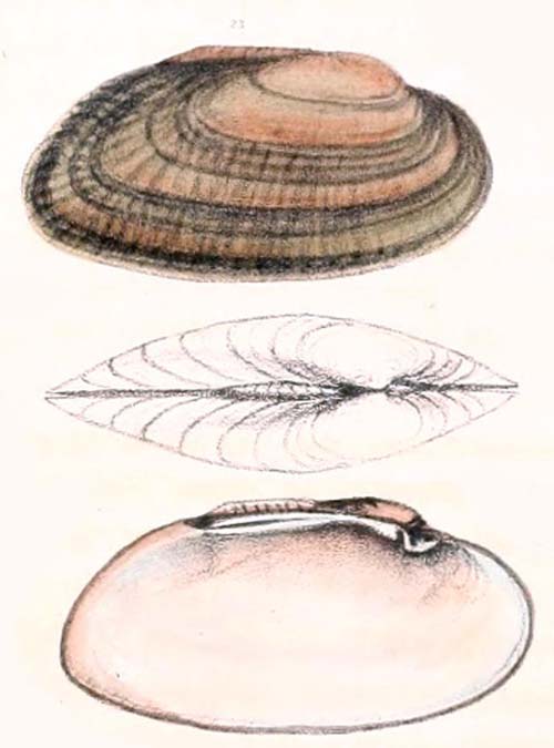 specimen image from publication