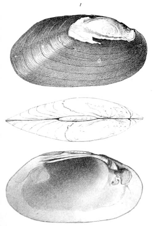 specimen image from publication