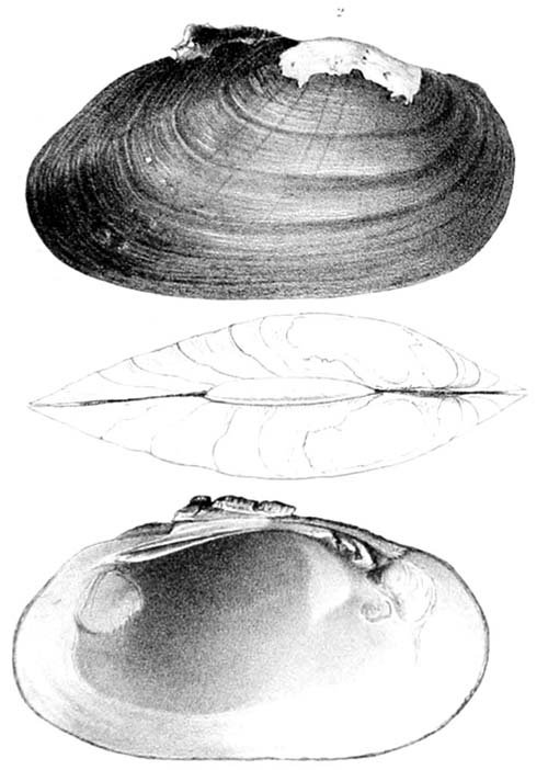 specimen image from publication