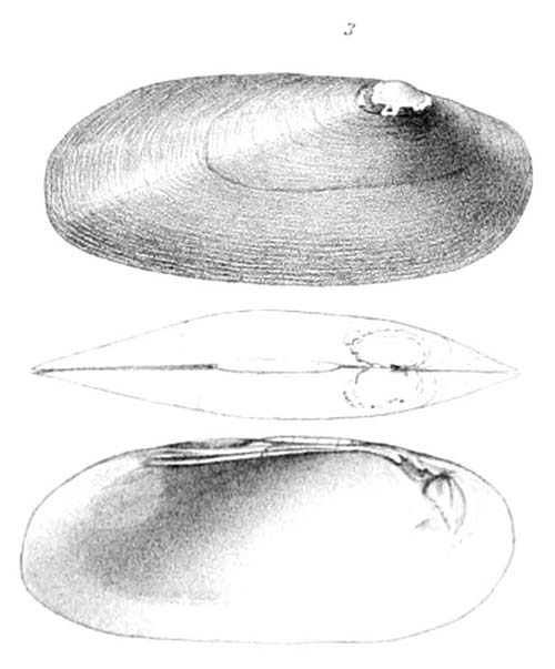 specimen image from publication