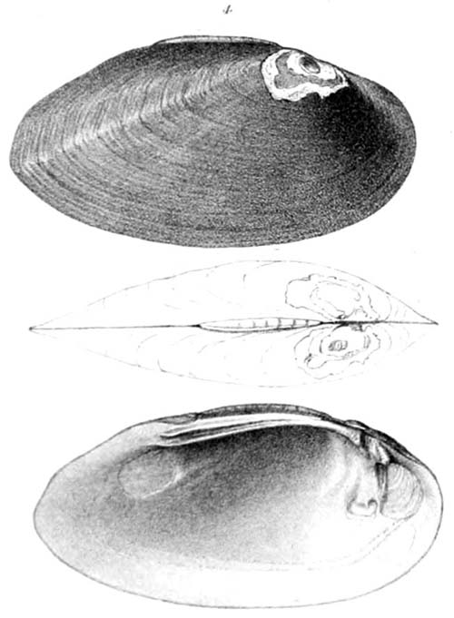 specimen image from publication