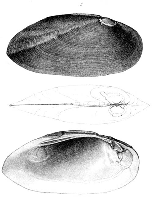 specimen image from publication