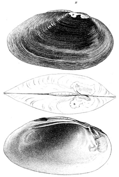 specimen image from publication