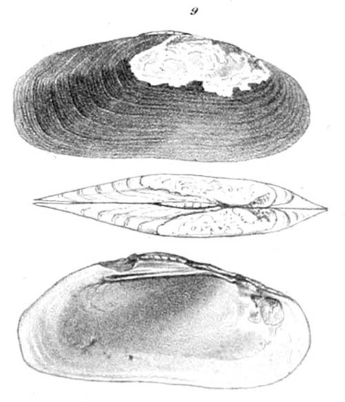 specimen image from publication