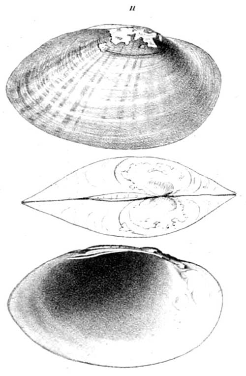 specimen image from publication