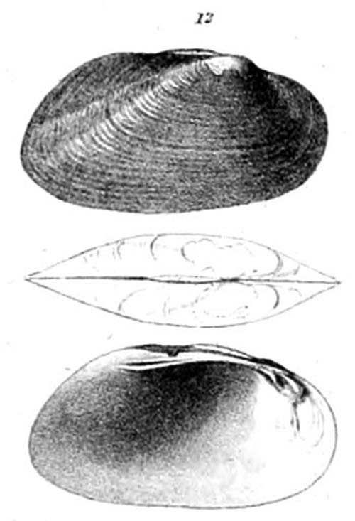 specimen image from publication