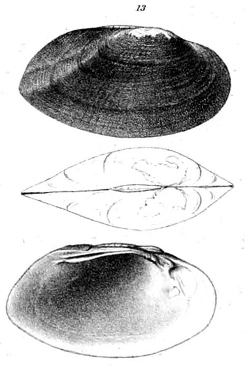 specimen image from publication