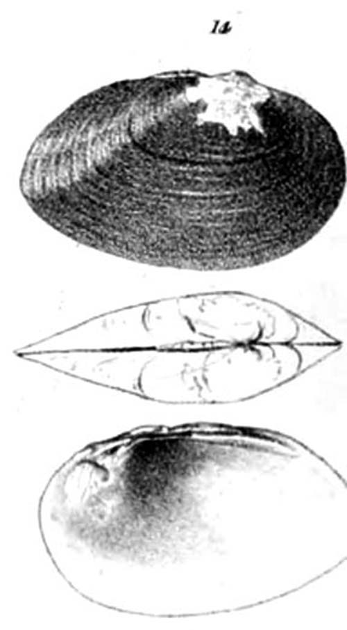 specimen image from publication