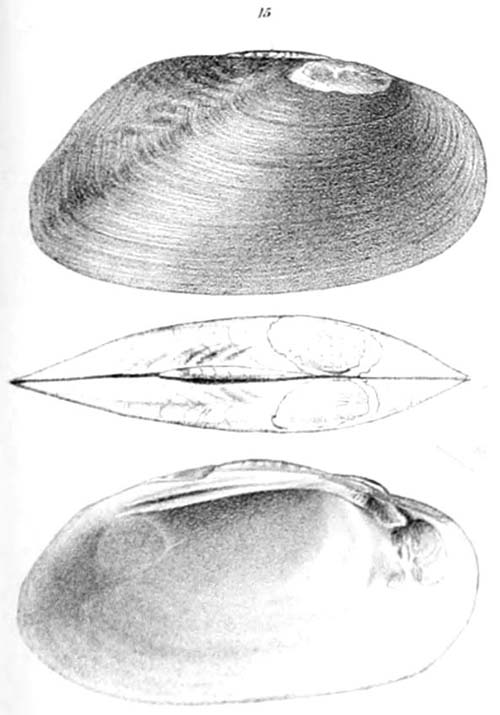 specimen image from publication
