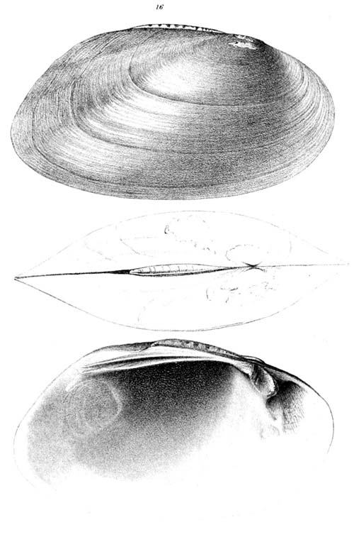specimen image from publication